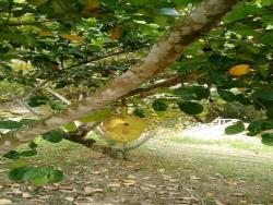 #19 - Chácara para Venda em Araçoiaba da Serra - SP - 1