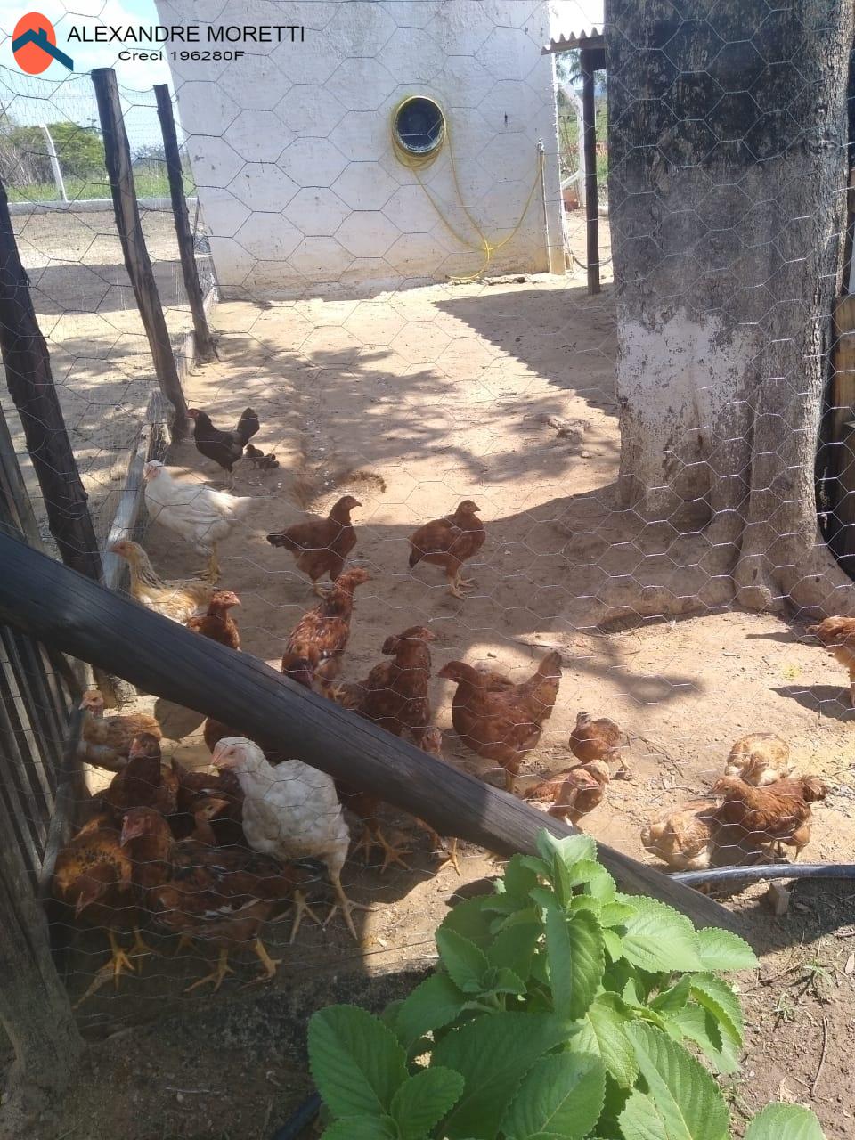 Fazenda à venda e aluguel com 2 quartos, 1800m² - Foto 22