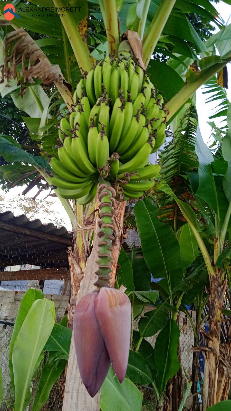 Fazenda à venda e aluguel com 2 quartos, 1800m² - Foto 38