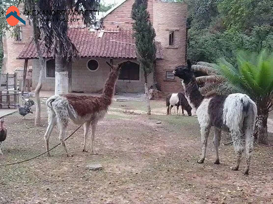 Fazenda à venda e aluguel com 16 quartos, 1000m² - Foto 14